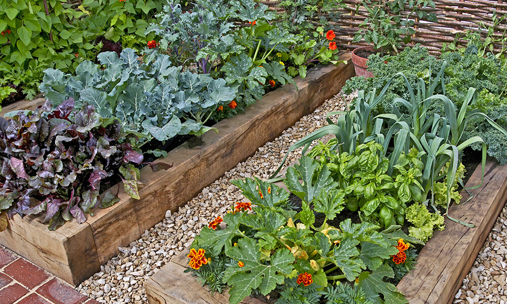 two rows of a raised veggie garden
