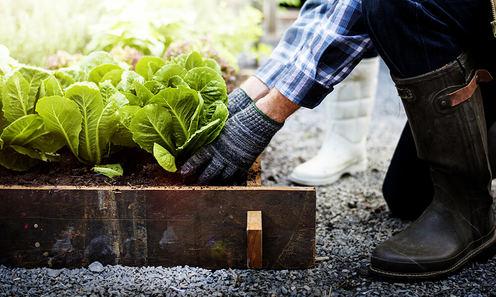 a woman wearing rubber boots and gardening gloves harvesting lettuce from her veggie garden
