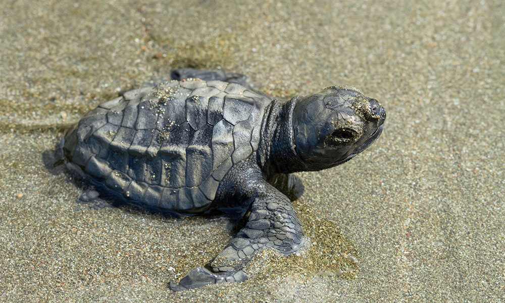 baby sea turtle in the sand